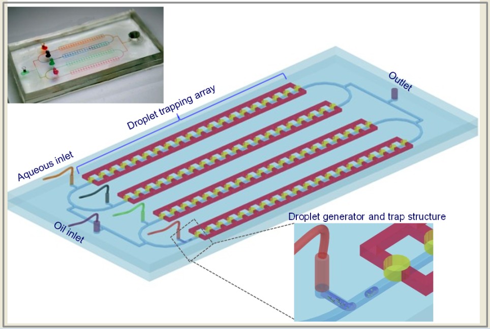 High throughput generation and trapping of individual agarose microgel using microfluidic approach