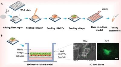 Paper supported long-term 3D liver co-culture model for the assessment of hepatotoxic drugs