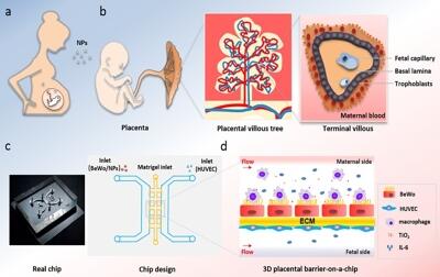 A 3D human placenta-on-a-chip model to probe nanoparticle exposure at the placental barrier