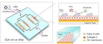 A Biomimetic Human Gut-on-a-Chip for Modeling Drug Metabolism in Intestine