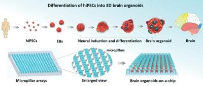 In situ generation of human brain organoids on a micropillar array
