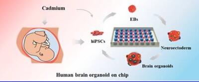 Engineering brain organoids to probe impaired neurogenesis induced by cadmium