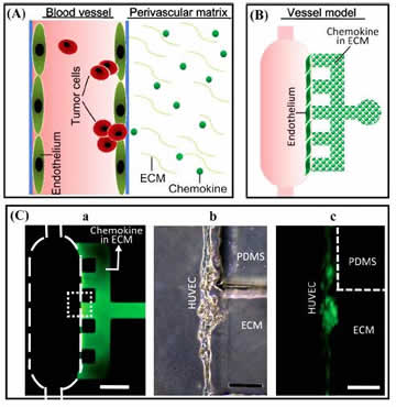 Study of transendothelial invasion of tumor aggregates in realtime