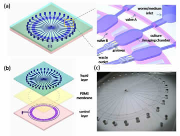 Multiparameter evaluation of the longevity in C. elegans under stress