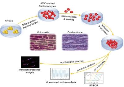 Bioinspired onion epithelium-like structure promotes the maturation of cardiomyocytes derived from human pluripotent stem cells